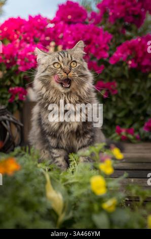 Deutsch Langhaar-Kater Stockfoto