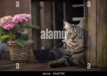 Deutsch Langhaar-Kater Stockfoto