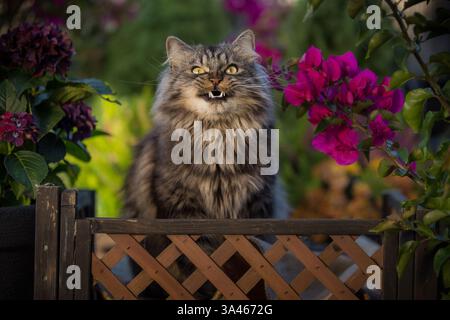Deutsch Langhaar-Kater Stockfoto