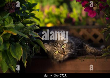 Deutsch Langhaar-Kater Stockfoto