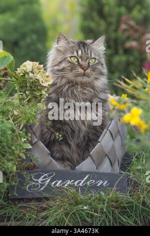 Deutsch Langhaar-Kater Stockfoto