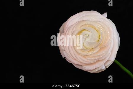 Schließen Sie oben schöne üppige weiße Ranunkeln Persische Buttercup Blume mit vielen zarten Blütenblättern mit weichem Licht mit Wassertropfen auf dunklem schwarzem Hintergrund. Stockfoto