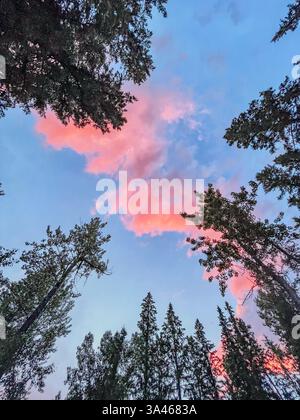 Blick auf hohe immergrüne Bäume vor einem farbenfrohen Sonnenuntergangshimmel mit rosa Wolken. Die Baumkronen bilden einen natürlichen Rahmen um die Farbverläufe des Dus Stockfoto