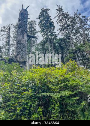Üppig grüner Wald mit dichtem Unterholz, hohen immergrünen Bäumen und einem verwitterten toten Baumstamm, der vor dem bewölkten Himmel steht. Naturwaldscen Stockfoto