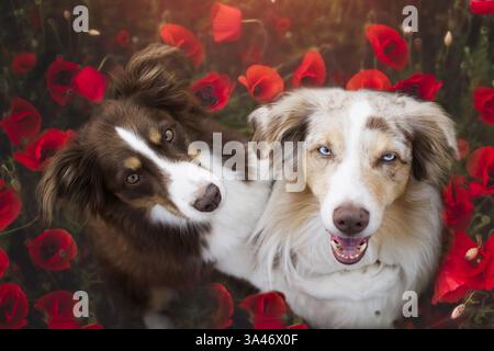 Miniature Australian Shepherd Stockfoto