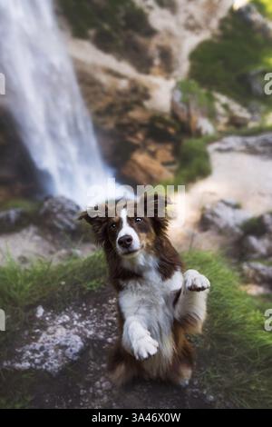 Miniature Australian Shepherd Stockfoto