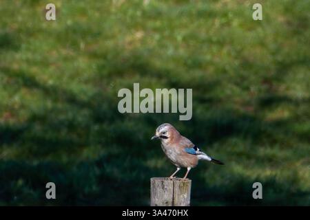 Der Eurasische jay (Garrulus glandarius) ist eine Art von Passerinvogel aus der Krähenfamilie Corvidae an einem Pol Stockfoto