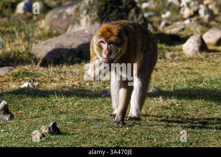 Der Berbermakaken (Macaca sylvanus), auch bekannt als Berberaffen, der auf Gras läuft und in der Zwischenzeit einige Stücke isst Stockfoto