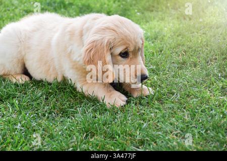 Niedliches kleines goldenes Retriever-Welpe, das auf grünem Gras liegt Stockfoto