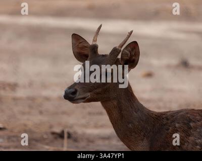 Ein junges weibliches javanisches Hirschporträt (Rusa timor), das aus der Seitenansicht aufgenommen wurde und ein kleines unbeschädigtes Geweih mit Blick auf die Kamera zeigt, die in Capti gehalten wird Stockfoto