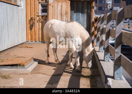 Weißes Pferd weidet in der Nähe von Holzstall und modernen Gebäuden Stockfoto