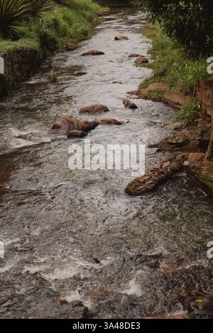 Ruhiger Fluss, Der Durch Die Üppige Landschaft Fließt Stockfoto