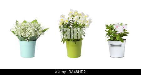 Wunderschöne Topfpflanzen mit weißen Blüten und Maiglöckchen isoliert auf weiß, Set Stockfoto