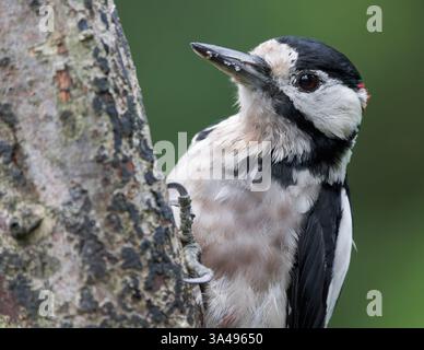 Großspecht (Dendrocopos Major) Nahaufnahme eines männlichen Vogels auf Baumstamm Stockfoto