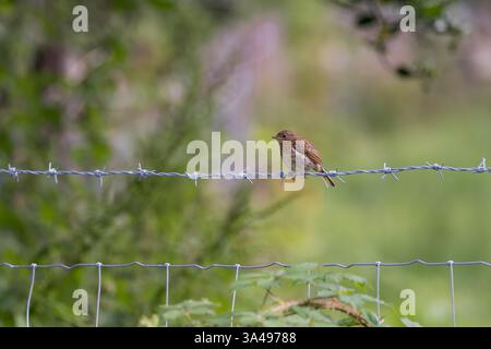 Europäischer Robin [ Erithacus rubecula ] Jungvogel auf Stacheldrahtzaun Stockfoto