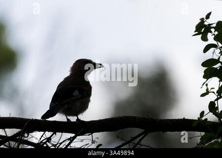Eurasian Jay (Garrulus glandarius), Silhouette auf Baumzweig Stockfoto