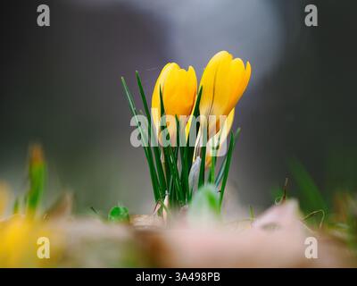 Gelbe Krokusse, die im Frühjahr im Wald wachsen Stockfoto