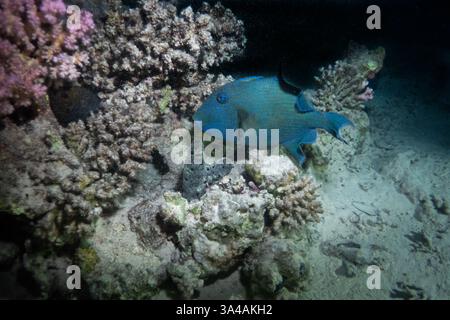 Blauer Drückerfisch im Roten Meer bei Marsa Alam, Ägypten Stockfoto