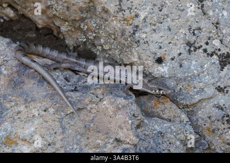 Madrean Alligator Lizard, Hermosa, Sierra County, New Mexico, USA. Stockfoto