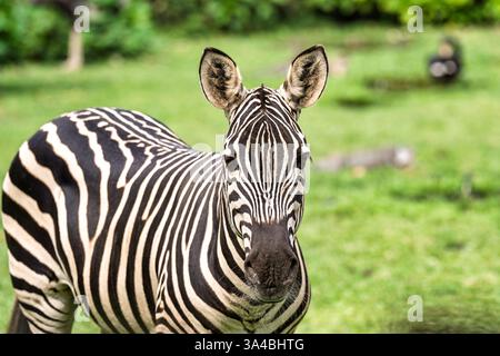 Nahaufnahme eines Zebras, der direkt auf die Kamera in einem grünen Grasland blickt und sein schwarz-weiß gestreiftes Muster bei natürlichem Tageslicht zeigt Stockfoto