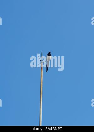 Eine einzelne Elster, die auf einem verwitterten Blitzableiter steht, vor einem wolkenlosen klaren blauen Himmel. Stockfoto