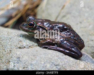 Ein Nahaufnahme eines spektakulären seltenen Gelbfleckenfrosches in natürlicher Schönheit. Stockfoto