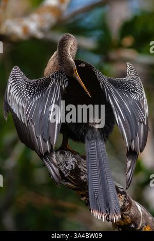 Weibliche Anhinga auf Baumzweig, Kopf über den Rücken gebeugt, Flügel in trocknender Position, Ding Darling NWR, Florida Stockfoto