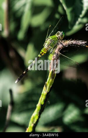 Erythemis simplicicollis, östlicher Pondhawk, ist eine Libelle der Familie Libellulidae, die im östlichen 2/3 der Vereinigten Staaten beheimatet ist. Stockfoto