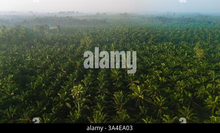 Am Horizont in Chumphon Thailand erstreckt sich ein herrlicher Blick auf grüne Palmölplantagen. Die ruhige morgendliche Atmosphäre verstärkt die lebhaften Grüntöne, Stockfoto