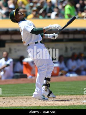 26. Mai 2014 – Oakland, CA, USA – Yoenis Cespedes (52) von Oakland Athletics sieht seinen High-Foul-Pop gegen die Detroit Tigers fliegen, als die Athletics am Montag, den 26. Mai 2014, die Tigers 10-0 im O.Co Coliseum in Oakland, Kalifornien, besiegten. (Abbildung: © Dan Honda/MCT/ZUMAPRESS.com) Stockfoto