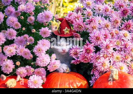 Porträt eines süßen lustigen kleinen Kätzchens mit Halloween Hut im Garten mit rosa Chrysanthemen Blumen und Kürbissen Stockfoto