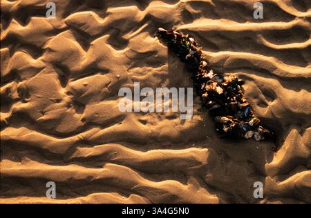 Muscheln, die an einem Stück Öl hängen, werden an einem britischen Strand gespült. G Stockfoto