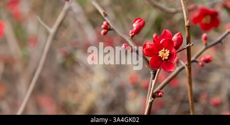 Chaenomeles japonica Quitte blüht. Schöne rote Blumen auf einem Baum. Frühling. Selektiver Fokus. Frühling in Paris Stockfoto