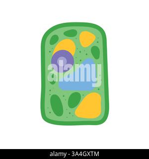 Pflanzliche Zellanatomie. Informative Infografik. Vektorabbildung Stock Vektor