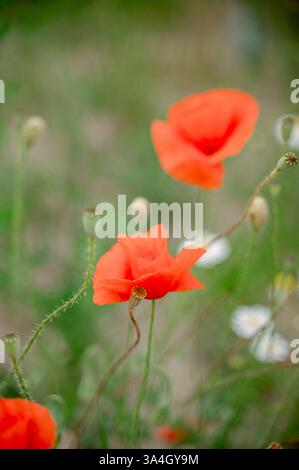 Nahaufnahme von roten Mohnblumen im Grünen. Hochwertige Fotos Stockfoto