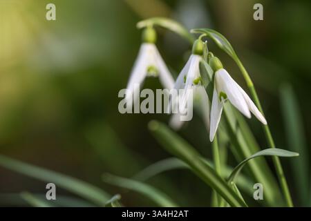 Blühende Schneeglöckchen (Galanthus) vor einem dunkelgrünen, verschwommenen Hintergrund, frühe Frühlingsgrüße aus der Natur, Kopierraum, ausgewählter Fokus, schmale Tiefe Stockfoto