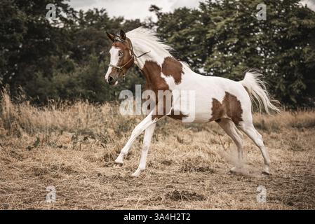 Partbred Arab Skewbald Stockfoto