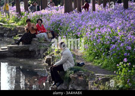 Nanjing, China. 18. März 2025. Besucher genießen am 18. März 2025 in Nanjing, Provinz Jiangsu, die chinesische Veilchenkresse, die blühende Orychophragmus violaceus, an der Nanjing University of Science and Technology. Quelle: Yang Bo/China News Service/Alamy Live News Stockfoto