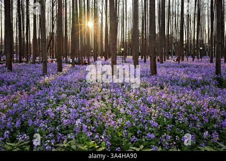 Nanjing, China. 18. März 2025. Besucher genießen am 18. März 2025 in Nanjing, Provinz Jiangsu, die chinesische Veilchenkresse, die blühende Orychophragmus violaceus, an der Nanjing University of Science and Technology. Quelle: Yang Bo/China News Service/Alamy Live News Stockfoto