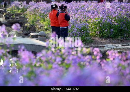 Nanjing, China. 18. März 2025. Besucher genießen am 18. März 2025 in Nanjing, Provinz Jiangsu, die chinesische Veilchenkresse, die blühende Orychophragmus violaceus, an der Nanjing University of Science and Technology. Quelle: Yang Bo/China News Service/Alamy Live News Stockfoto