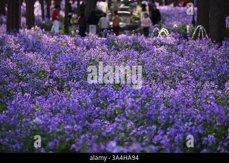 Nanjing, China. 18. März 2025. Besucher genießen am 18. März 2025 in Nanjing, Provinz Jiangsu, die chinesische Veilchenkresse, die blühende Orychophragmus violaceus, an der Nanjing University of Science and Technology. Quelle: Yang Bo/China News Service/Alamy Live News Stockfoto