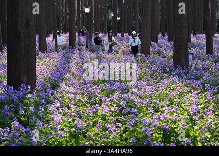Nanjing, China. 18. März 2025. Besucher genießen am 18. März 2025 in Nanjing, Provinz Jiangsu, die chinesische Veilchenkresse, die blühende Orychophragmus violaceus, an der Nanjing University of Science and Technology. Quelle: Yang Bo/China News Service/Alamy Live News Stockfoto