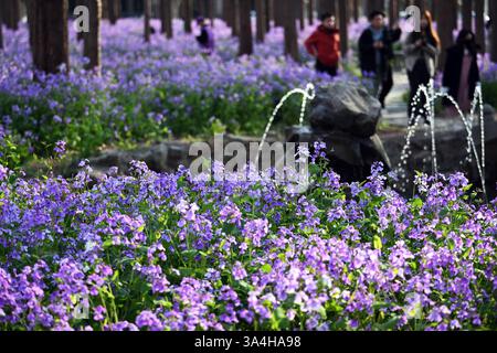 Nanjing, China. 18. März 2025. Besucher genießen am 18. März 2025 in Nanjing, Provinz Jiangsu, die chinesische Veilchenkresse, die blühende Orychophragmus violaceus, an der Nanjing University of Science and Technology. Quelle: Yang Bo/China News Service/Alamy Live News Stockfoto