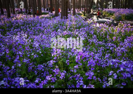 Nanjing, China. 18. März 2025. Besucher genießen am 18. März 2025 in Nanjing, Provinz Jiangsu, die chinesische Veilchenkresse, die blühende Orychophragmus violaceus, an der Nanjing University of Science and Technology. Quelle: Yang Bo/China News Service/Alamy Live News Stockfoto
