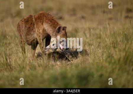 Hyänenmutter und Welpe spielen, Masai Mara, Kenia Stockfoto