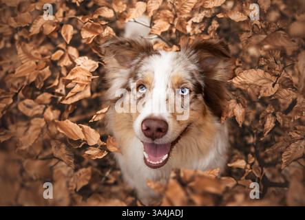 Australian Shepherd Stockfoto