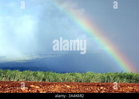 Oktober 2005; Ho'okipa Beach, HI, USA; ein Regenbogen erstreckt sich über ein Zuckerrohrfeld in der Nähe von Ho'okipa Beach in Maui, HI. Foto am 11. Oktober 2005. Obligatorischer Ausweis: Foto von Ed Bensen/ZUMA Press. (©) Copyright 2005 von Ed Bensen Stockfoto