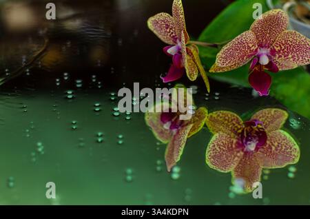 Nahaufnahme von gefleckten Orchideen mit zarten rosa und gelben Blüten, die sich auf einer glänzenden Oberfläche mit Wassertropfen spiegeln. Stockfoto