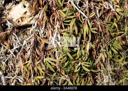 Verfilzte Pflanze von Uferpurslane (Sesuvium portulacastrum), die über Felsen wächst Stockfoto