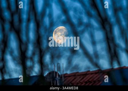 Der Mond leuchtet hell am Nachthimmel über München, März 2025 Deutschland, München, März 2025, Frühlingsnacht, der abnehmende Mond leuchtet hell am Nachthimmel über München, Mond scheint durch die Zweige eines Baums, helle Mondnacht bei klarem Himmel, Glatze ist Frühlingsanfang, Frühling, *** der Mond scheint hell am Nachthimmel über München, März 2025 Deutschland, München, März 2025, Frühlingsnacht, der schwindende Mond scheint hell am Nachthimmel über München, der Mond scheint durch die Zweige eines Baumes, helle Mondnacht mit klarem Himmel, bald wird es der Anfang des Frühlings, des Frühlings, des Frühlings, der... Stockfoto